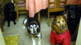 puppies 28/11/03
